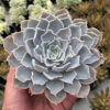 Echeveria Gray Curly, real feature image plant. Picture taken directly from kaktus.id community Echeveria farmer green houses.