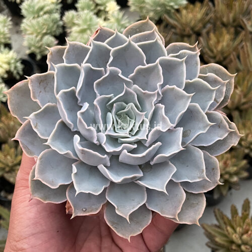 Echeveria Gray Curly, real feature image plant. Picture taken directly from kaktus.id community Echeveria farmer green houses.