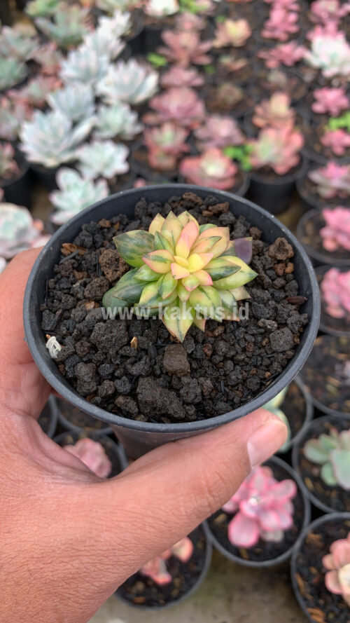 Anacampseros Telephiastrum Variegated, real gallery image #9 plants. Picture taken directly from kaktus.id community Anacampseros farmer green houses.