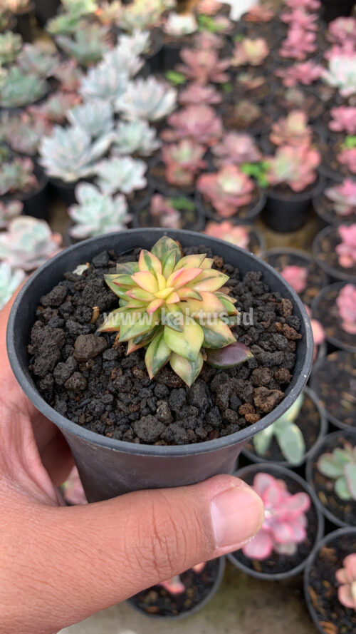 Anacampseros Telephiastrum Variegated, real gallery image #4 plants. Picture taken directly from kaktus.id community Anacampseros farmer green houses.