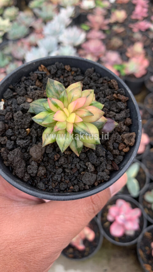 Anacampseros Telephiastrum Variegated, real gallery image #14 plants. Picture taken directly from kaktus.id community Anacampseros farmer green houses.