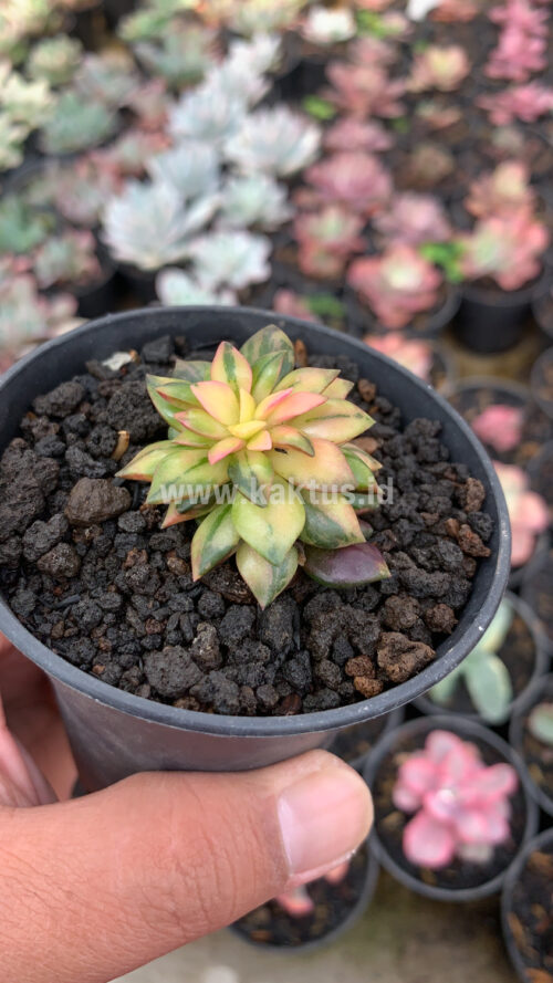 Anacampseros Telephiastrum Variegated, real gallery image #10 plants. Picture taken directly from kaktus.id community Anacampseros farmer green houses.