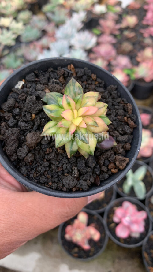 Anacampseros Telephiastrum Variegated, real gallery image #7 plants. Picture taken directly from kaktus.id community Anacampseros farmer green houses.