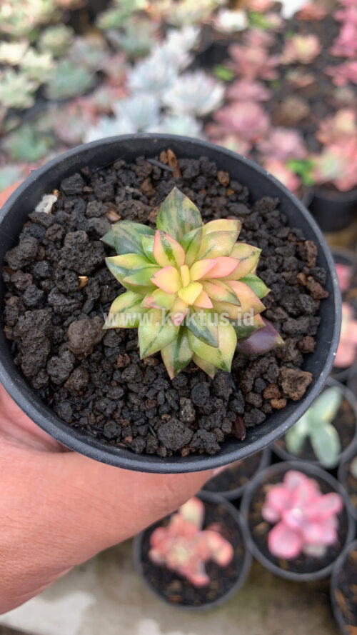 Anacampseros Telephiastrum Variegated, real gallery image #5 plants. Picture taken directly from kaktus.id community Anacampseros farmer green houses.