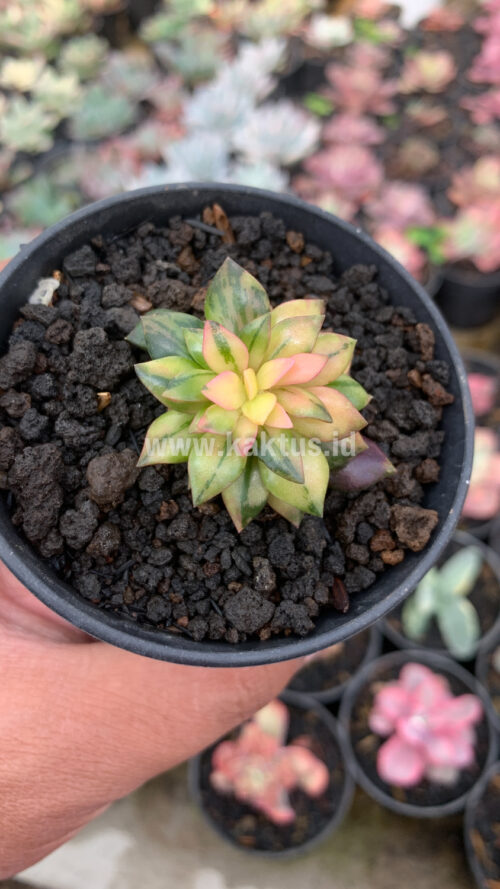 Anacampseros Telephiastrum Variegated, real gallery image #2 plants. Picture taken directly from kaktus.id community Anacampseros farmer green houses.