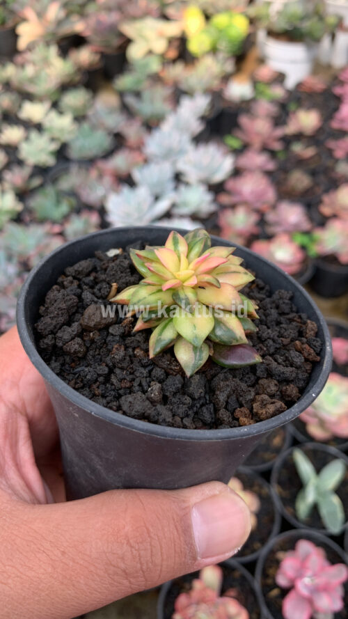 Anacampseros Telephiastrum Variegated, real gallery image #12 plants. Picture taken directly from kaktus.id community Anacampseros farmer green houses.