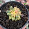 Anacampseros Telephiastrum Variegated, real feature image plant. Picture taken directly from kaktus.id community Anacampseros farmer green houses.
