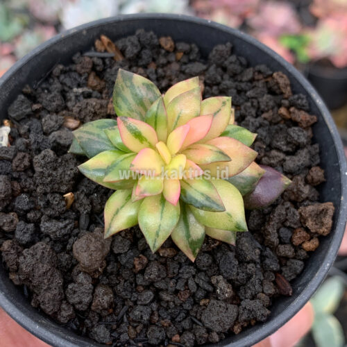 Anacampseros Telephiastrum Variegated, real feature image plant. Picture taken directly from kaktus.id community Anacampseros farmer green houses.