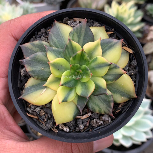 Echeveria Black Prince Variegated, real gallery image #1 plants. Picture taken directly from kaktus.id community Echeveria farmer green houses.