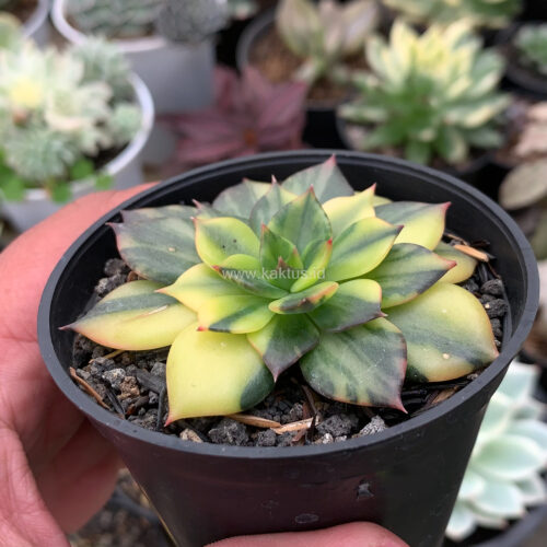 Echeveria Black Prince Variegated, real gallery image #6 plants. Picture taken directly from kaktus.id community Echeveria farmer green houses.