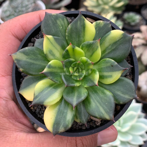 Echeveria Black Prince Variegated, real gallery image #5 plants. Picture taken directly from kaktus.id community Echeveria farmer green houses.