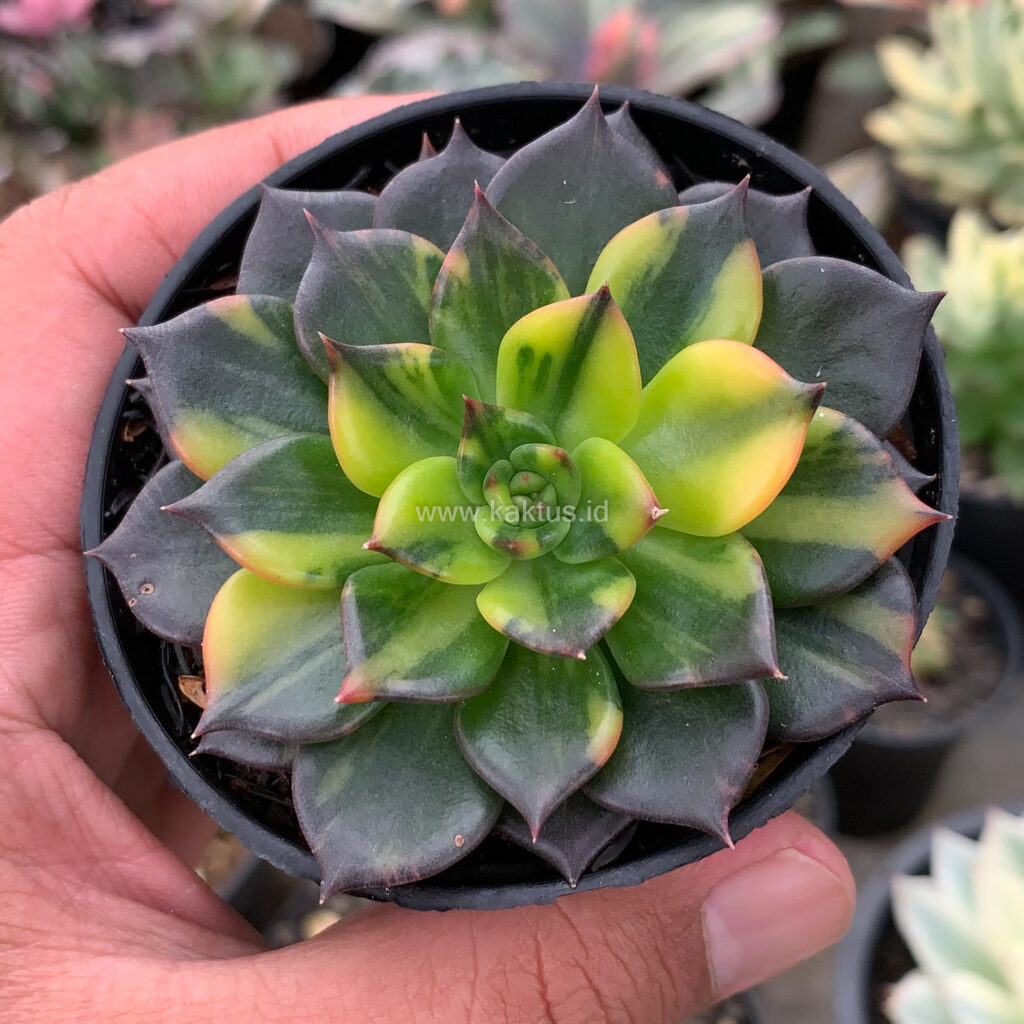 kaktus.id