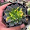 Echeveria Black Prince Variegated, real gallery image #3 plants. Picture taken directly from kaktus.id community Echeveria farmer green houses.