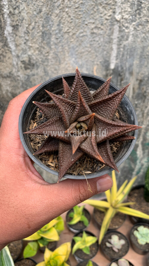 Haworthia Limifolia 'Washboard' Brown Limifolia, real gallery image #8 plants. Picture taken directly from kaktus.id community Haworthia farmer green houses.