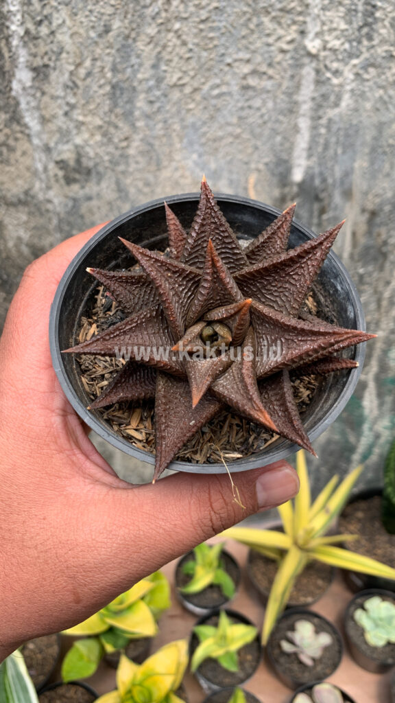 kaktus.id
