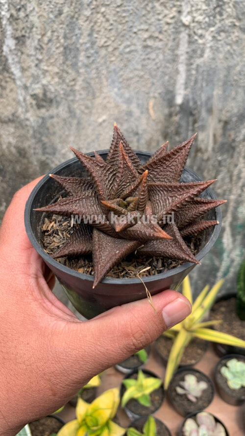 Haworthia Limifolia 'Washboard' Brown Limifolia, real gallery image #7 plants. Picture taken directly from kaktus.id community Haworthia farmer green houses.