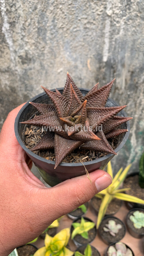 Haworthia Limifolia 'Washboard' Brown Limifolia, real gallery image #6 plants. Picture taken directly from kaktus.id community Haworthia farmer green houses.