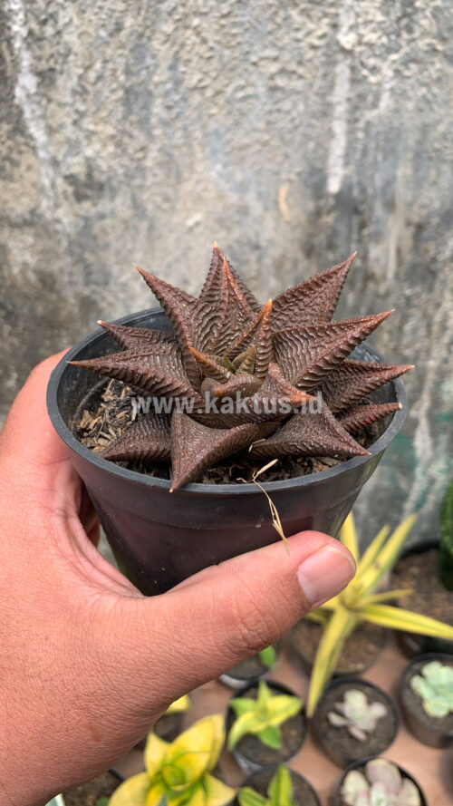 Haworthia Limifolia 'Washboard' Brown Limifolia, real gallery image #5 plants. Picture taken directly from kaktus.id community Haworthia farmer green houses.