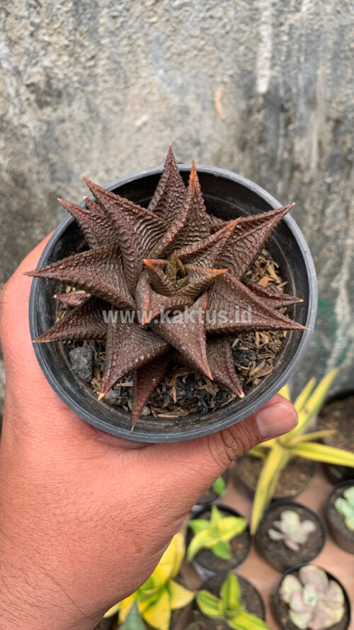 Haworthia Limifolia 'Washboard' Brown Limifolia, real gallery image #4 plants. Picture taken directly from kaktus.id community Haworthia farmer green houses.