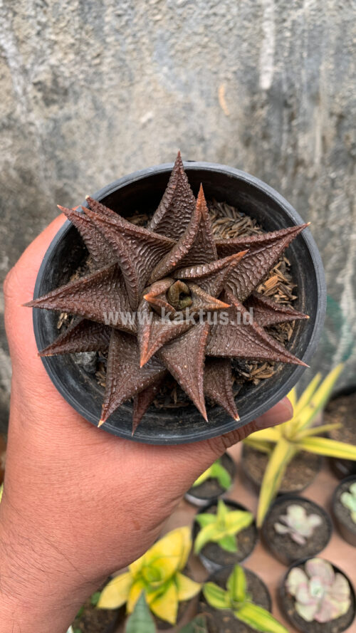 Haworthia Limifolia 'Washboard' Brown Limifolia, real gallery image #3 plants. Picture taken directly from kaktus.id community Haworthia farmer green houses.