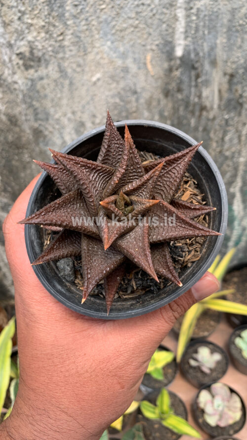 Haworthia Limifolia 'Washboard' Brown Limifolia, real gallery image #2 plants. Picture taken directly from kaktus.id community Haworthia farmer green houses.