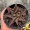 Haworthia Limifolia 'Washboard' Brown Limifolia, real feature image plant. Picture taken directly from kaktus.id community Haworthia farmer green houses.
