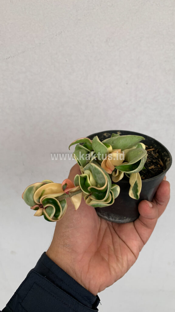 kaktus.id