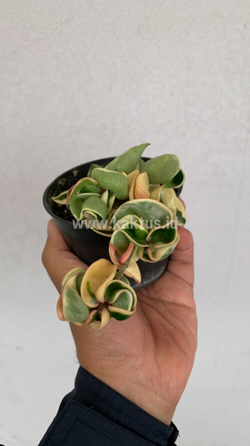 Hoya Compacta 'Hindu Ropes' Variegated, real gallery image #4 plants. Picture taken directly from kaktus.id community Hoya farmer green houses.