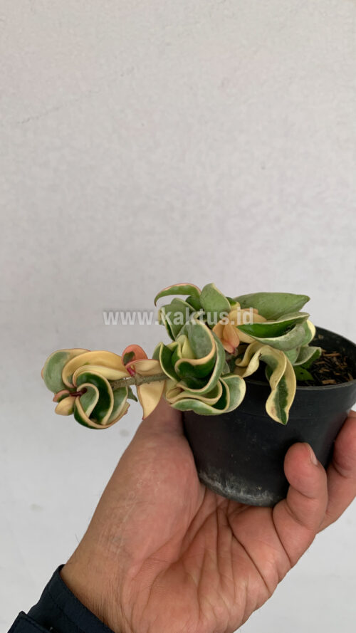 Hoya Compacta 'Hindu Ropes' Variegated, real gallery image #3 plants. Picture taken directly from kaktus.id community Hoya farmer green houses.