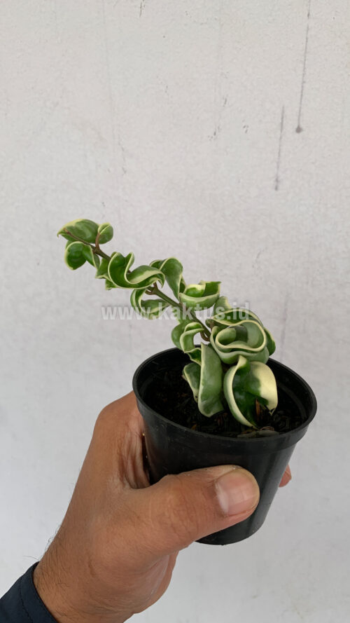 Hoya Compacta 'Hindu Ropes' Variegated, real gallery image #5 plants. Picture taken directly from kaktus.id community Hoya farmer green houses.