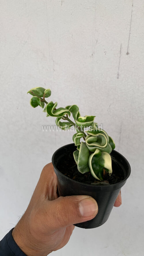 Hoya Compacta 'Hindu Ropes' Variegated, real gallery image #2 plants. Picture taken directly from kaktus.id community Hoya farmer green houses.