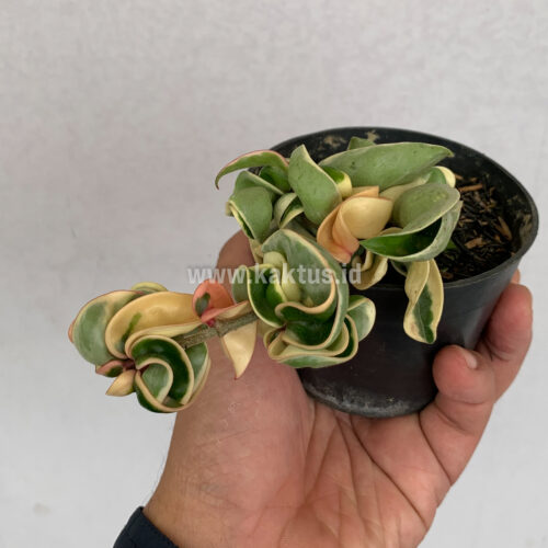 409. Hoya Compacta 'Hindu Ropes' Variegated