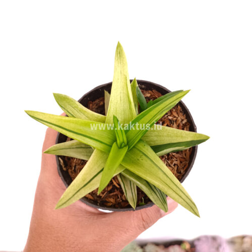 Haworthia Pentagona Variegated, real gallery image #5 plants. Picture taken directly from kaktus.id community Haworthia farmer green houses.