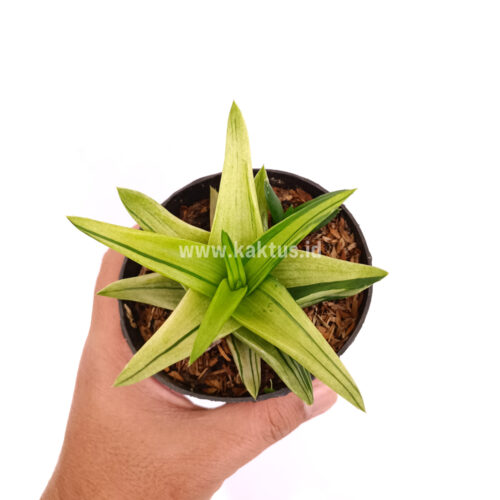 Haworthia Pentagona Variegated, real gallery image #7 plants. Picture taken directly from kaktus.id community Haworthia farmer green houses.