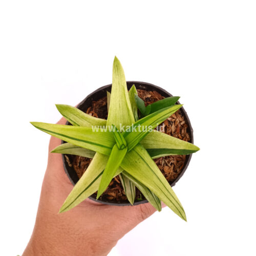 Haworthia Pentagona Variegated, real gallery image #2 plants. Picture taken directly from kaktus.id community Haworthia farmer green houses.