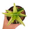 Haworthia Pentagona Variegated, real gallery image #9 plants. Picture taken directly from kaktus.id community Haworthia farmer green houses.