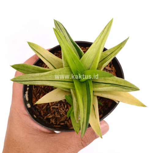 Haworthia Pentagona Variegated, real gallery image #17 plants. Picture taken directly from kaktus.id community Haworthia farmer green houses.