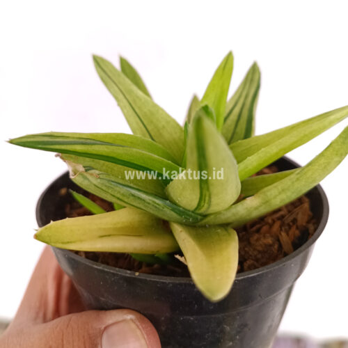 Haworthia Pentagona Variegated, real gallery image #4 plants. Picture taken directly from kaktus.id community Haworthia farmer green houses.