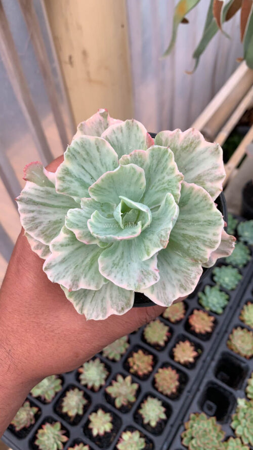 Echeveria Chantilly 'Dragon Fin' Variegated, real gallery image #3 plants. Picture taken directly from kaktus.id community Echeveria farmer green houses.