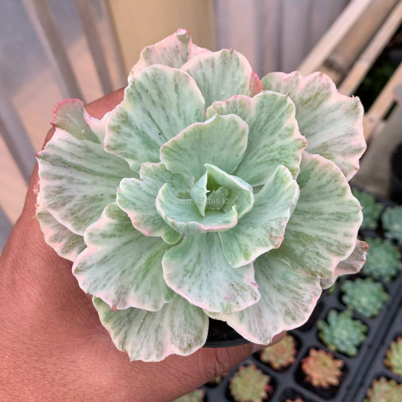 Echeveria Chantilly 'Dragon Fin' Variegated, real gallery image #5 plants. Picture taken directly from kaktus.id community Echeveria farmer green houses.