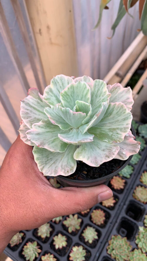 Echeveria Chantilly 'Dragon Fin' Variegated, real gallery image #8 plants. Picture taken directly from kaktus.id community Echeveria farmer green houses.