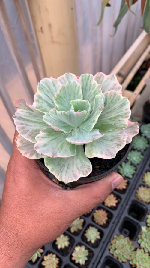 Echeveria Chantilly 'Dragon Fin' Variegated, real gallery image #12 plants. Picture taken directly from kaktus.id community Echeveria farmer green houses.