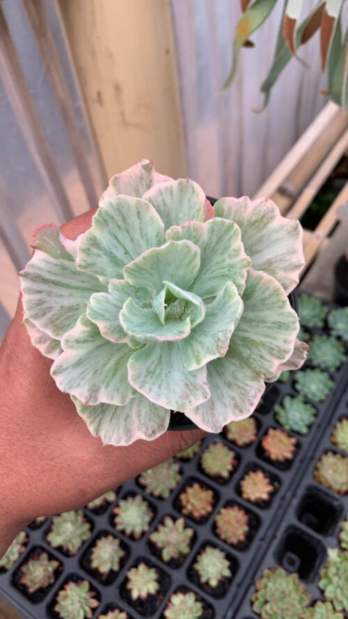 Echeveria Chantilly 'Dragon Fin' Variegated, real gallery image #9 plants. Picture taken directly from kaktus.id community Echeveria farmer green houses.