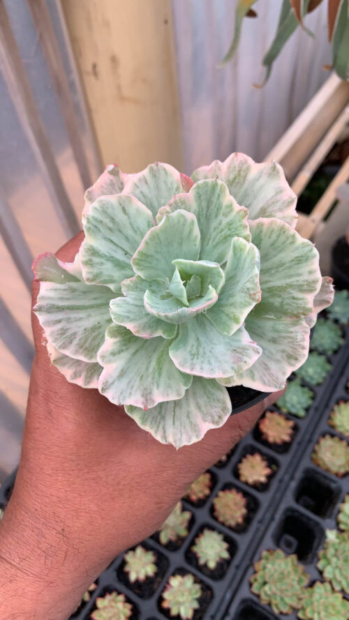 Echeveria Chantilly 'Dragon Fin' Variegated, real gallery image #13 plants. Picture taken directly from kaktus.id community Echeveria farmer green houses.
