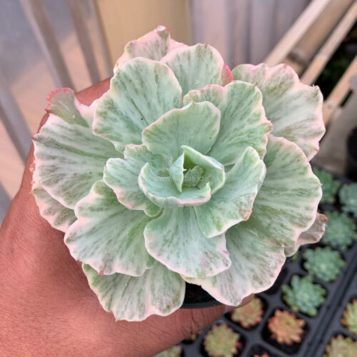 Echeveria Chantilly 'Dragon Fin' Variegated, real gallery image #5 plants. Picture taken directly from kaktus.id community Echeveria farmer green houses.