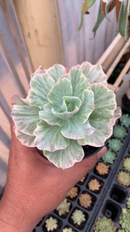 Echeveria Chantilly 'Dragon Fin' Variegated, real gallery image #7 plants. Picture taken directly from kaktus.id community Echeveria farmer green houses.