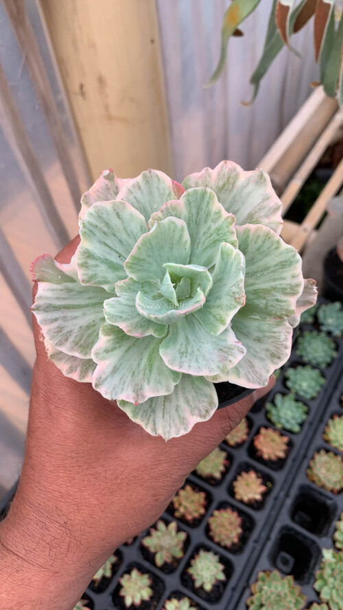 Echeveria Chantilly 'Dragon Fin' Variegated, real gallery image #6 plants. Picture taken directly from kaktus.id community Echeveria farmer green houses.