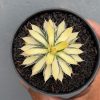 Agave Filifera Mediopicta, real feature image plant. Picture taken directly from kaktus.id community Agave farmer green houses.