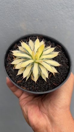 Agave Filifera Mediopicta, real gallery image #1 plants. Picture taken directly from kaktus.id community Agave farmer green houses.