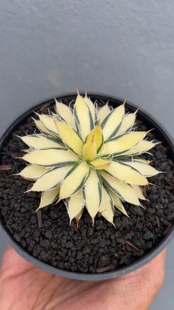 Agave Filifera Mediopicta, real gallery image #2 plants. Picture taken directly from kaktus.id community Agave farmer green houses.